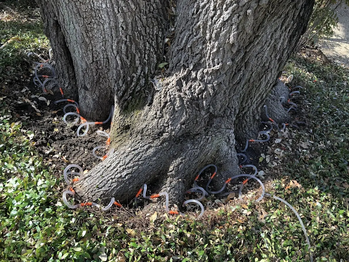 Detailed Tree Cabling and Bracing job site in Mc Sherrystown