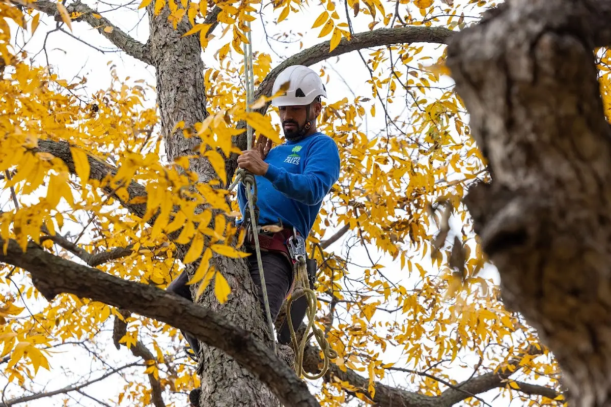 Skilled Tree Pruning crew working in Mc Sherrystown