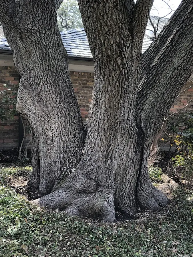 Mature heritage tree close to a Mc Sherrystown property cared for by certified arborists